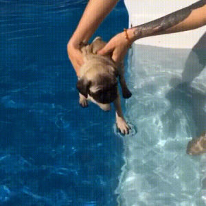 pug,swimming pool,pugs,pool,swimming