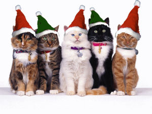 cat,christmas cat,christmas animals,christmas,animal christmas