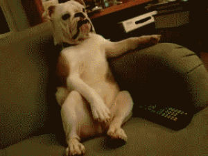 bulldog,moving,lazy dog,watching,tv,animals,cute,dog,bro,lazy