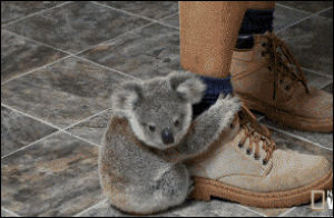 koala,hug,friendship