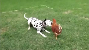 chicken,animals being jerks