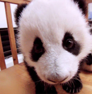 interested,panda bear,baby panda,animals,animal,bear,panda,watching,plus,cutness overload