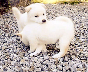 animals,animal,adorable,shiba,cute,puppy,white