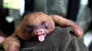 sloth,baby,yawns
