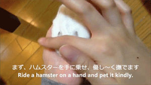animals,video,siz,hamster