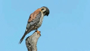bird,birds,kestrel,hawk,falcon,american kestrel