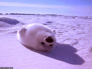 animals,white,ice,blinking,seal,arctic,baby animals,cute animal,cute babies
