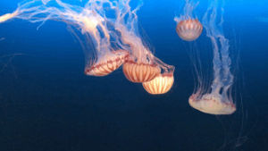 jellyfish,talk,relaxno