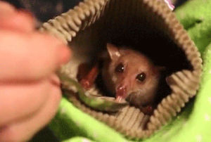 bat,baby,eating