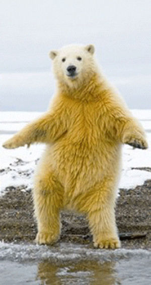 bear,polar bear,dancing,g1ft3d,remix