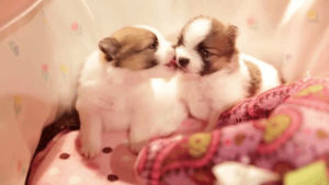 puppies,love,cute,kiss