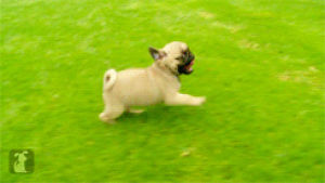running,love,animals,cute,nature,animal,puppy,green,run,pet,pug,pets,grass,pugs,loving,go go go,adoreable