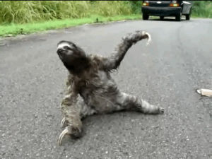 sloth,roll over,weirdness,cute,playing dead,three toed sloth,jesus bitches