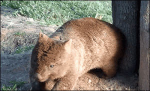 Mesmerising Hangs Wombat Gif Find On Gifer