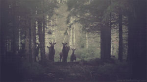 gloomy,tuning,paganism,love,woods