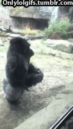 gorilla,zoo,angry,playing,window