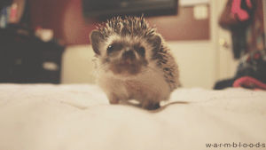 cute,animal,baby,hedgehog