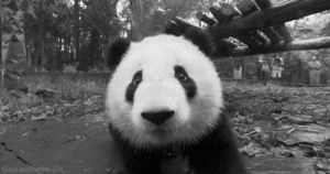 animals,black and white,bbc,panda