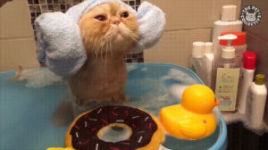 cat,bath,taking