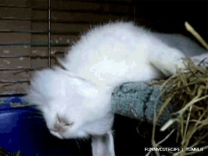 shocked,sleeping,fluffy,rabbit,animals,white,ears