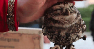 cute,adorable,owl