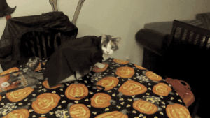 cat,halloween,costume