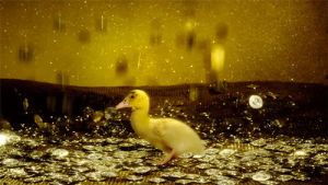 money,gold,ducktales,duck tales,ducks