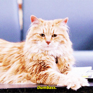 dumbass,drunk,funny,cat,drinking,mean cat