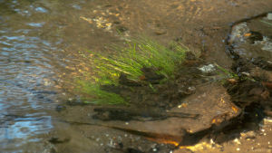 water,nature,cinemagraph,perfect loop,cinemagraphs,stream,grass,flow,living stills