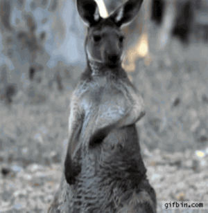 kangaroo,woah