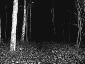 forest,black and white,creepy,dark