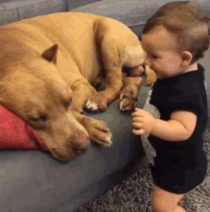 cute,baby,dog,adorable,cute babies,kisses,aww,dog and baby