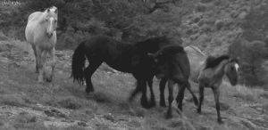 black and white,horses,b w