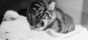 sleepy,baby,tired,tiger