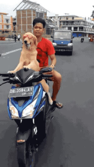 motorcycle,dog