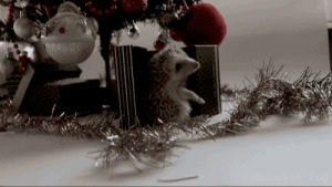 christmas,animals,hedgehog