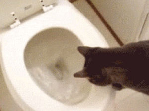 toilet,standing,cat