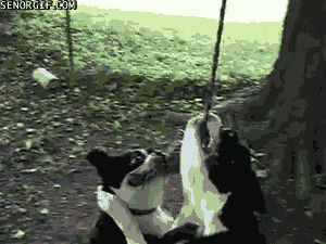 dog,jumping,rope