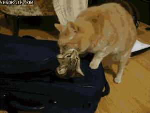 suitcase,cat,funny