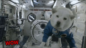 dog,space,doge