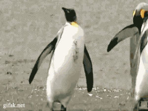 Pinguin Gif Auf Gifer Von Chillbinder