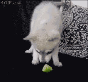 dog,lime,sour,reaction,puppy,tastes