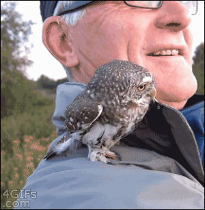 owl,protectorits