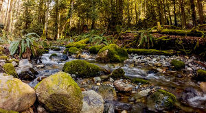 river,moss,nature,cinemagraph,washington,outdoorsy