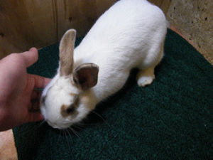 rabbit,cute bunny,cute rabbit,bunny,copper,cute animal,ghrs,georgia house rabbit society,house rabbit society