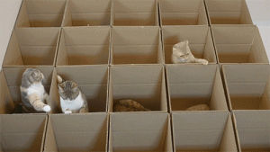 love,cats,box