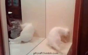 cat,fight,mirror,white cat