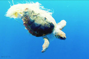 pollution,plastic,raise awareness,animals,nature,sea,turtle,net,featured,must,hanging,owned,captured,sea turtle,enviroment,musts,mustups,rafa herrero massieu
