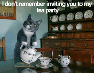 joke,tea party,cat,reaction,party,reaction picture