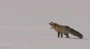 hunting,fox,snow